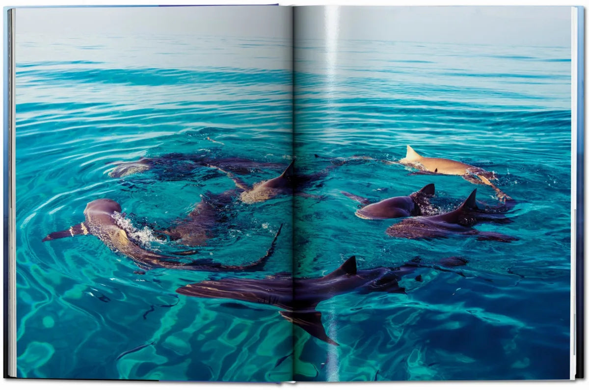 Livre Muller Sharks