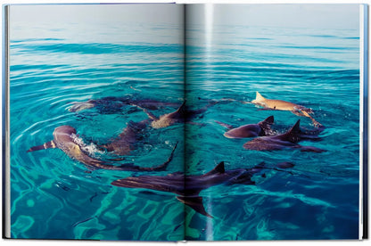 Livre Muller Sharks
