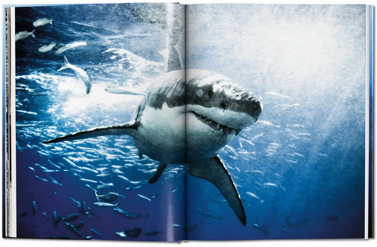 Livre Muller Sharks